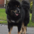 Detchema Tibetaanse Mastiff