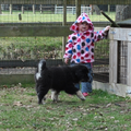 Detchema Tibetaanse Mastiff