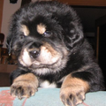 Detchema Tibetaanse Mastiff