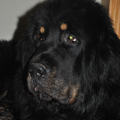 Detchema Tibetaanse Mastiff