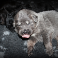 Detchema Tibetaanse Mastiff