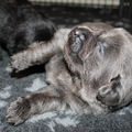 Detchema Tibetaanse Mastiff
