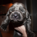 Detchema Tibetaanse Mastiff