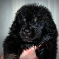 Detchema Tibetaanse Mastiff