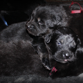 Detchema Tibetaanse Mastiff