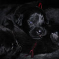 Detchema Tibetaanse Mastiff