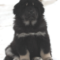 Detchema Tibetaanse Mastiff