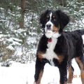Berner Sennenhond