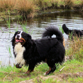 Berner Sennenhond