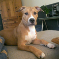 American Staffordshire Terrier