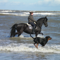 Paard en honden zijn zo aan elkaar gewend, genieten gewoon! Zelfs samen pootjebaden is heerlijk!