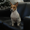 Jack Russell Terrier