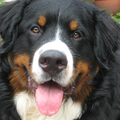 Berner Sennenhond