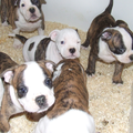 betuwebulls
