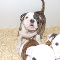 betuwebulls