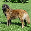 Cão da Serra da Estrela, langhaar