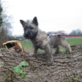 Cairn Terrier