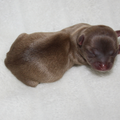 chikechihuahua