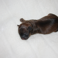 chikechihuahua