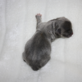 chikechihuahua