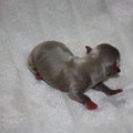 chikechihuahua