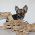 chikechihuahua