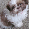 Shih Tzu