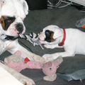 Boxer