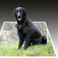 Flat Coated Retriever