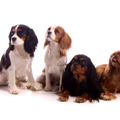 Cavalier King Charles Spaniel