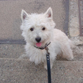 West Highland White Terrier
