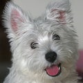 West Highland White Terrier