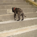 Op de trappen van het Stadhuis in Gouda, nu is ze in 2 sprongen beneden!