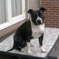 American Staffordshire Terrier