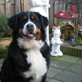 Berner Sennenhond