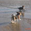 en we mogen ook nog een los! leuk leuk leuk!!
lucky beagles!