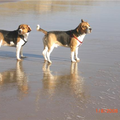 tussen het rennen door genieten ook onze beagles van het mooie uitzicht!
