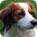 Kooikerhondje