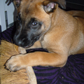 Ruby, onze mechelse herder is hier ongeveer 9 weken oud en speelt met haar borstel.