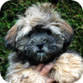 Lhasa Apso