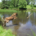 Leonberger