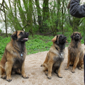Leonberger