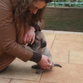 Onze kangal pup Alpha,

knuffelt graag met zijn nieuwe moeder !!! 