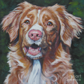 Nova Scotia Duck Tolling Retriever