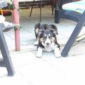 het is nog een pup dus vind ik dit kunstje al heel wat om af te blijven