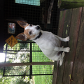Jack Russell Terrier