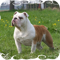 Engelse Bulldog