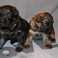 farmerhouserufan, ODH Kennel