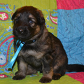 farmerhouserufan, ODH Kennel