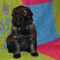 farmerhouserufan, ODH Kennel